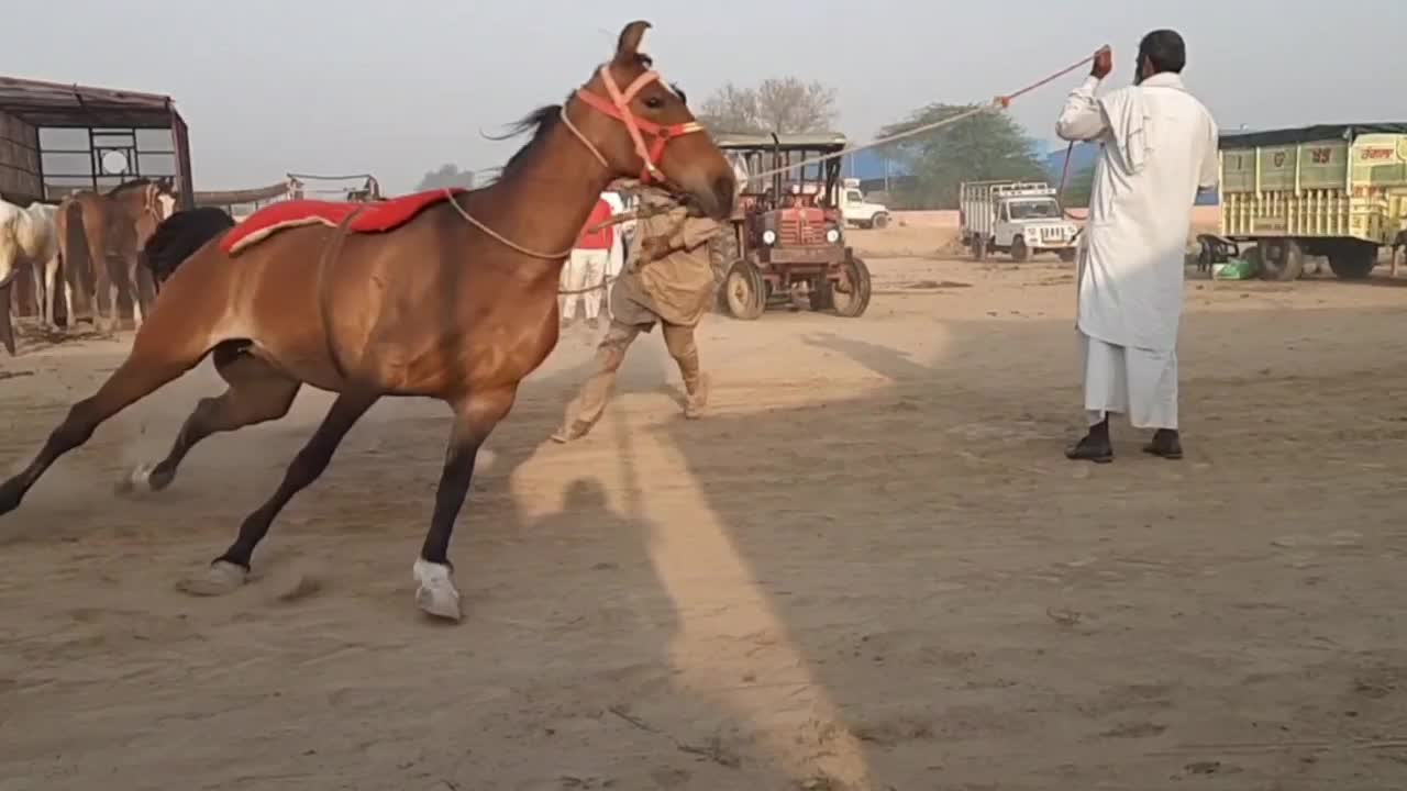 Naughty horse !! Funny horse video