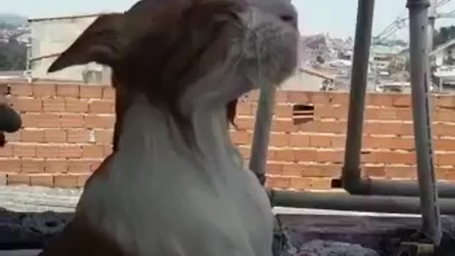 Cat talks to the amazing owner.