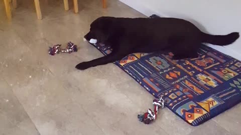 Black dog and yellow dog bites blue toys and go crazy