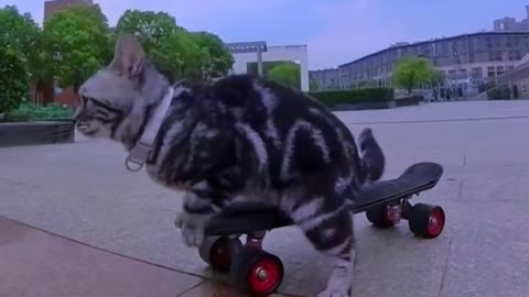 Funny | Short | Video | #short #funny #viral #shorts #youtubeshorts