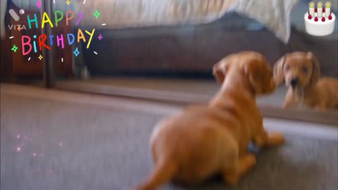 Happy Birthday dog funny vedios