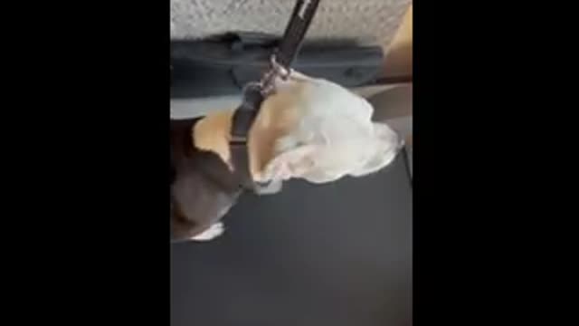 treadmill trainee
