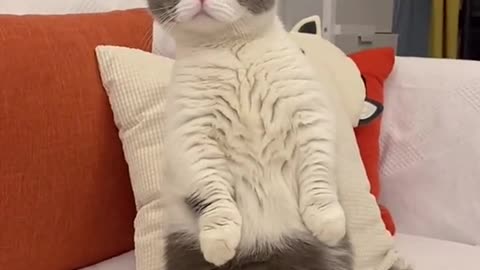 Cute funny cat