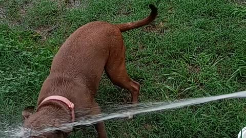 Dog going crazy over hose