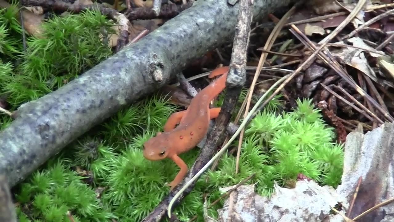 Red Salamander