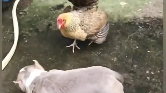 Funny Dog Fights With A Hen Funny Video