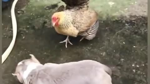 Funny Dog Fights With A Hen Funny Video