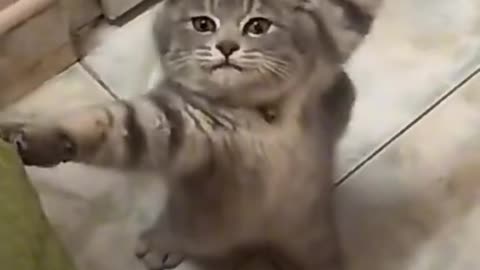 funny Cats video