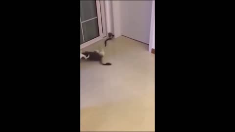 Funny cat