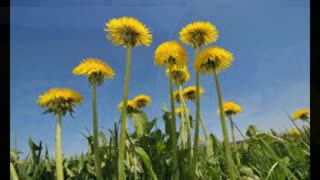 Dandelions Never Stay Lonely Very Long / original song / Mountain Banjo