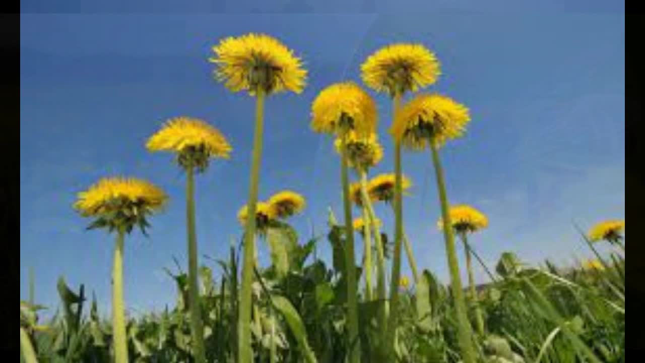 Dandelions Never Stay Lonely Very Long / original song / Mountain Banjo