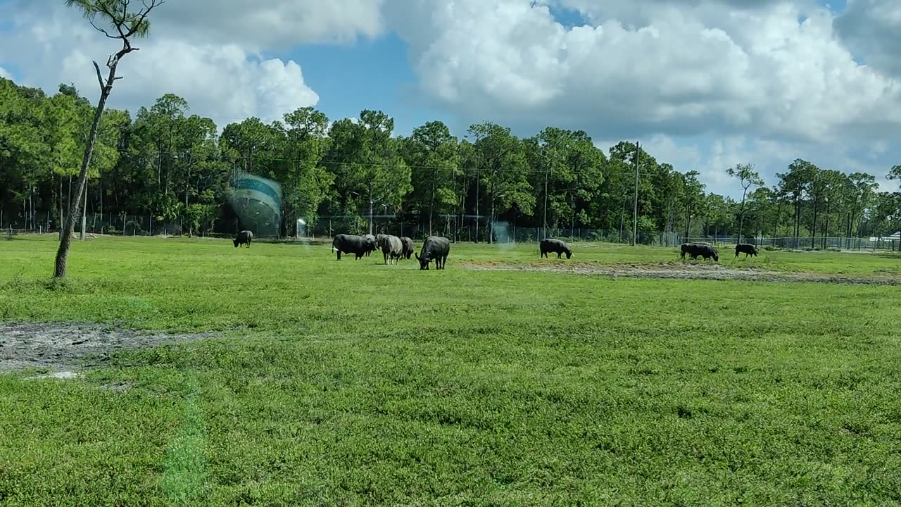 Lion Country Safari Oxen VID_20220419_104902