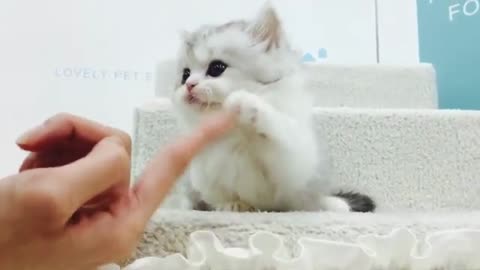 Funny white cat video