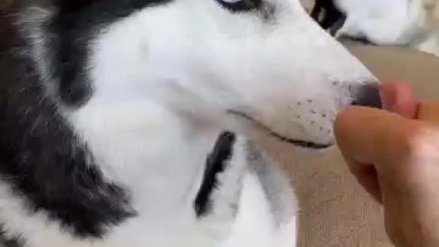 Funny Dog Videos At home