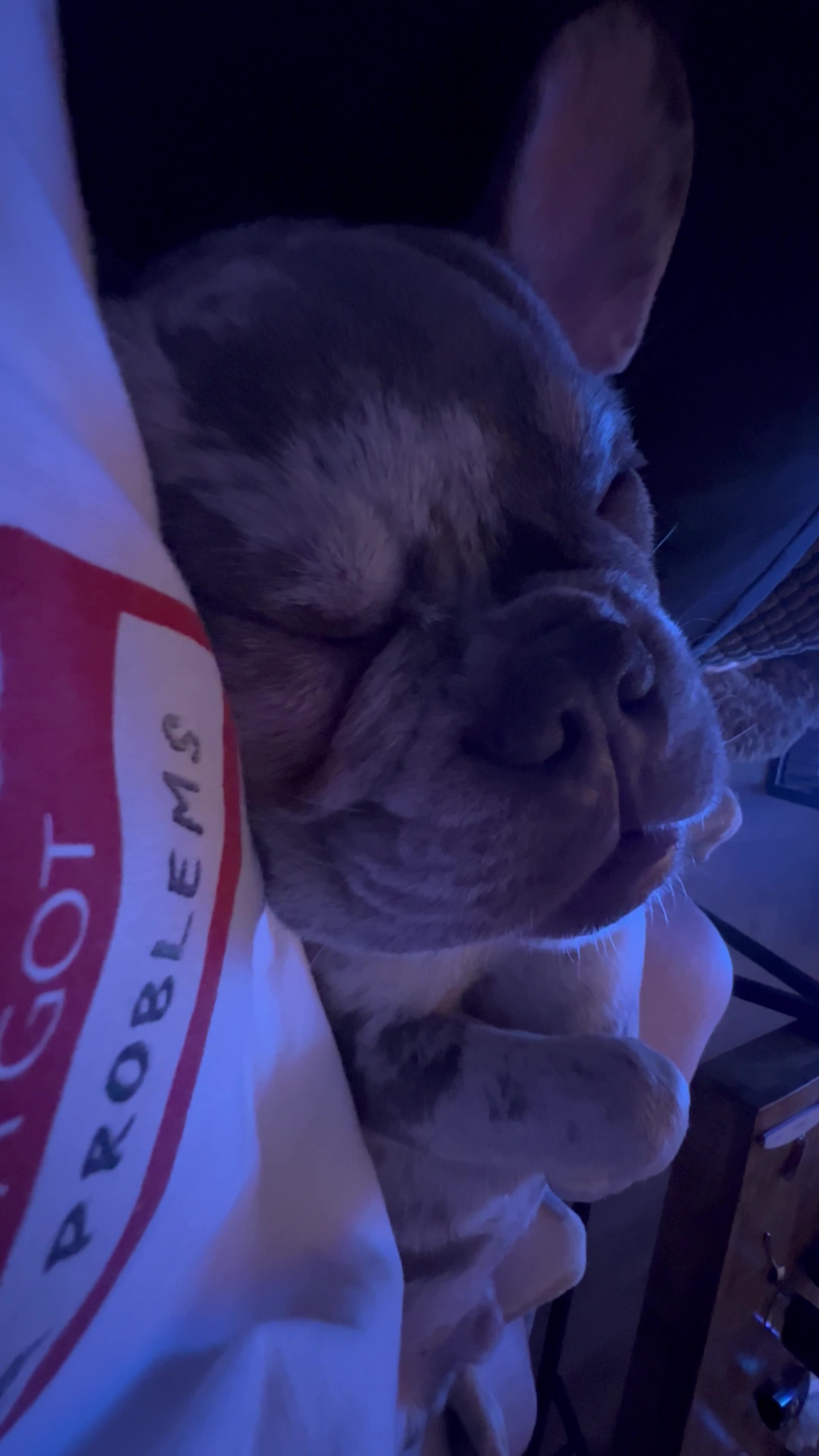 Sleeping French Bulldog Sounds Like Construction Site