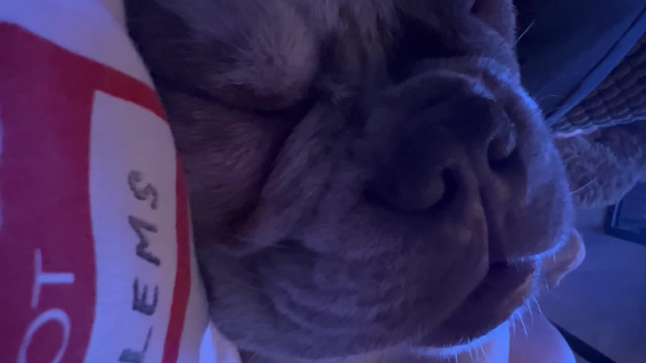 Sleeping French Bulldog Sounds Like Construction Site