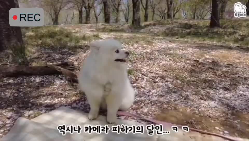 lovely dog play outside