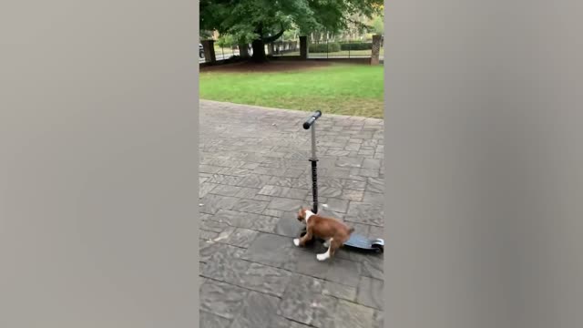 The dog is having fun with the scooter.