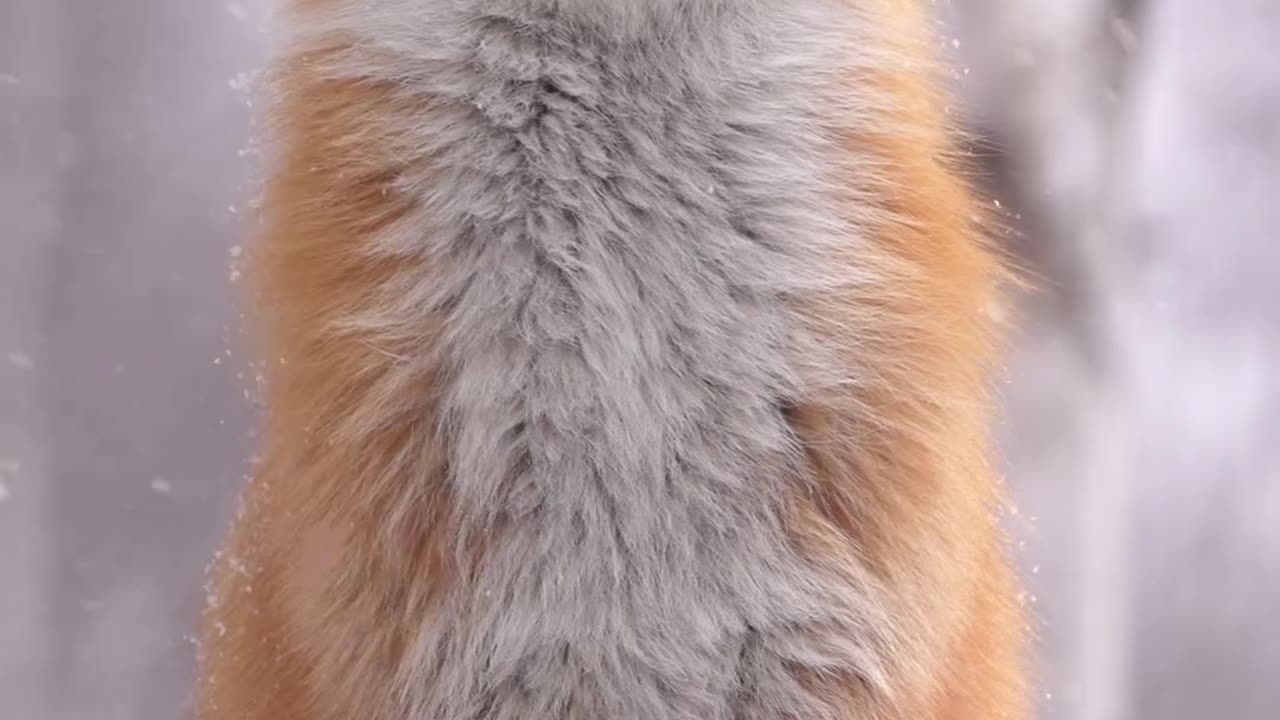 Cute Funny Animal Video