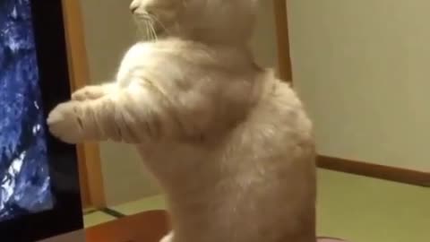 funny and smart cat