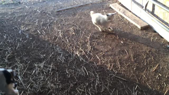 Baby goats jumping