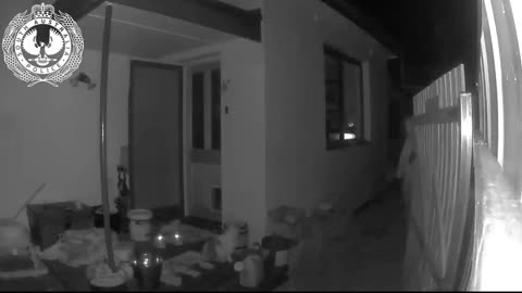 Cat video captures intruder on CCTV