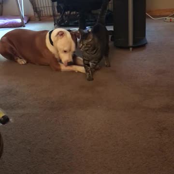 Kitty loves her pitbull