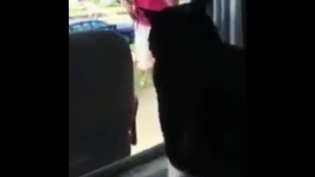 funny animals video best cats and dogs