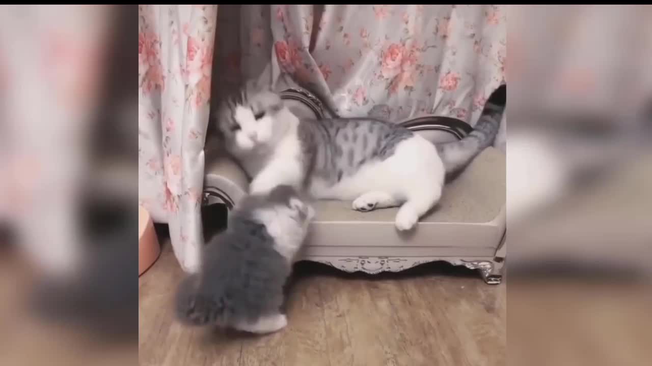 Baby Cats - Cute and Funny Cat Videos Compilation