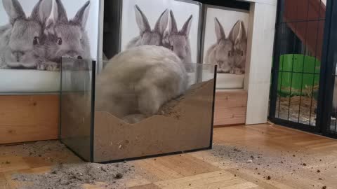 Funny video rabbit