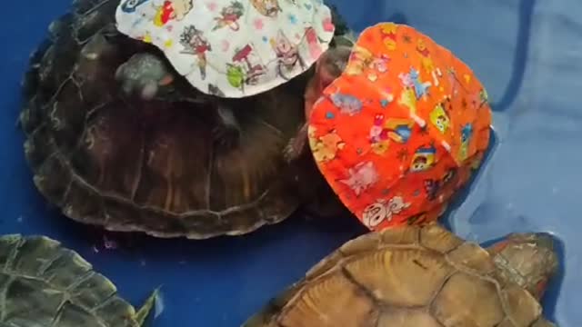 colored turtle