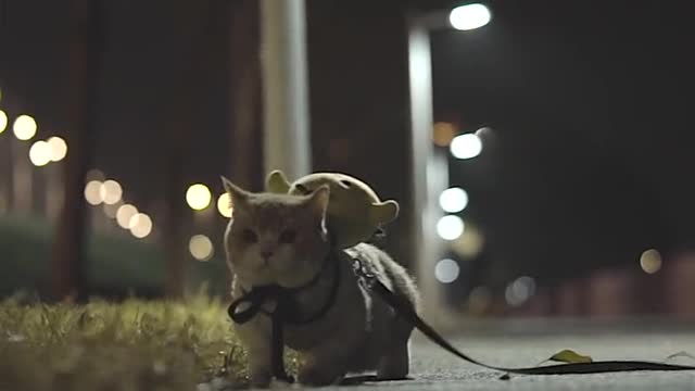 When the little cat walking in the dark, my heart melts