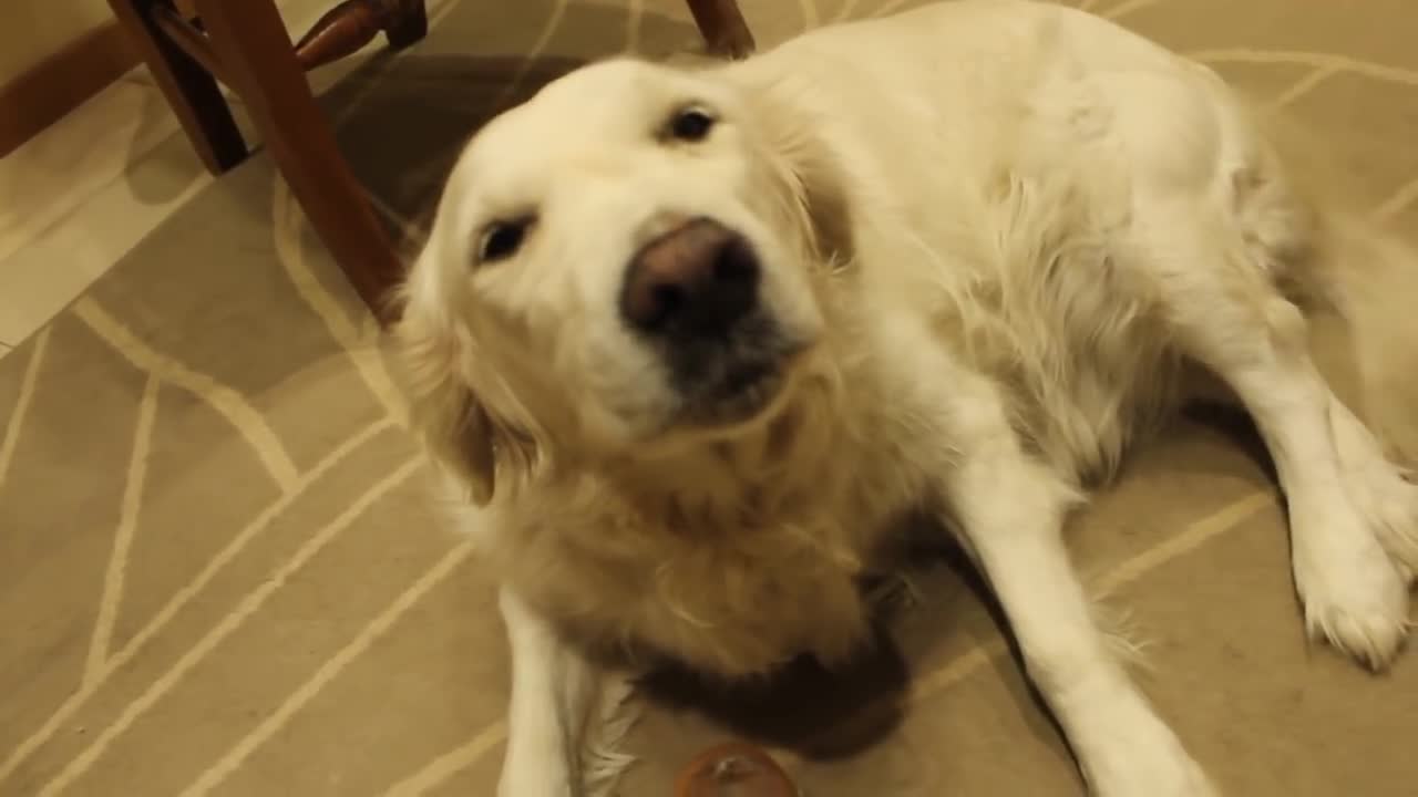 Golden Retriever gets caught stealing a shoe!