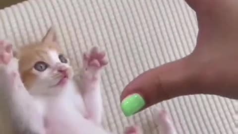 this kitten loves bitting hands ✋😹