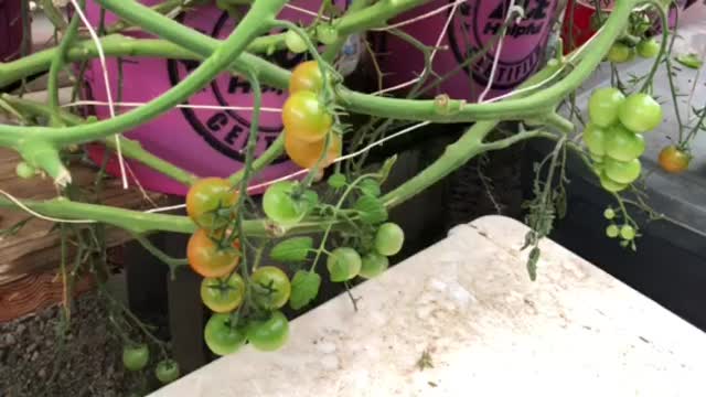 Veggie Farmers Getting Some Rest?!