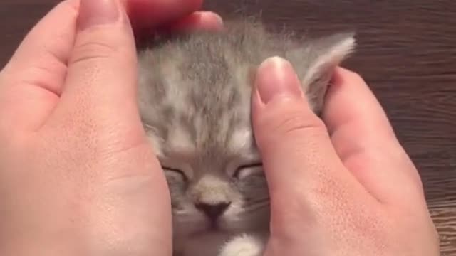 #The_Loveliest_Animals baby cat, cute baby cat, kitten , cute kitten, kitten sleeping,