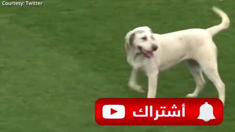 dog came down the match