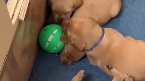 kids are too small to play with the ball that their mom brought.