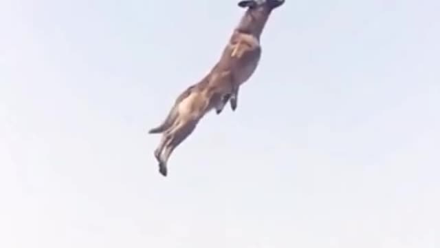 #catch tha dog