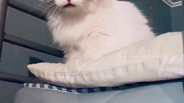 Very talkative cat