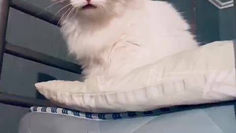 Very talkative cat