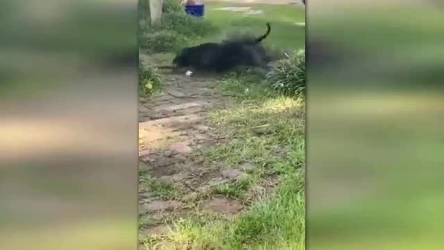 dog fight with snake