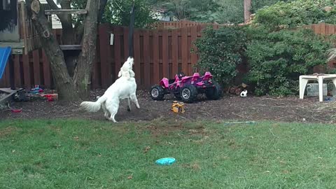 White dog playing with rope in the backyard lawn