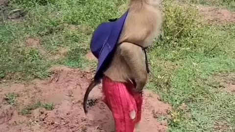 Funny Babay Monkey Video