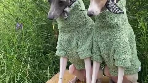 Meet Italian greyhounds Ghost and Wren with some serious style.