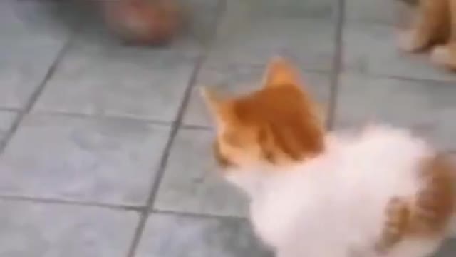 playing with soccer kittens