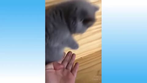 Kitten Funny Reaction