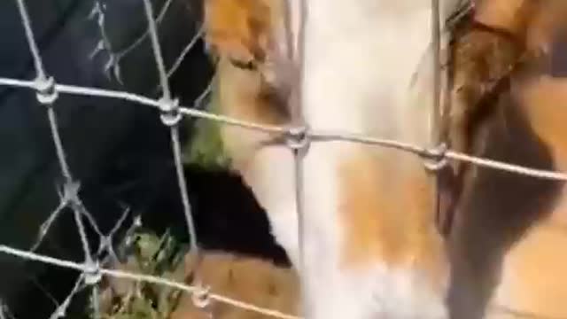 Confused cat 😂🐈