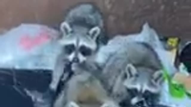 Funny raccoon cat dog animals videos_