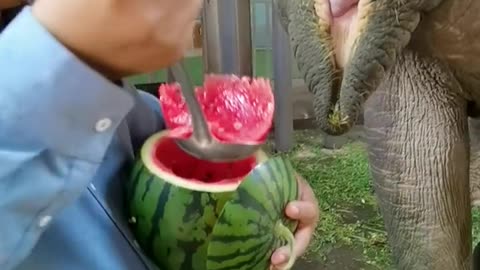 The breeder feeds the elephants watermelon